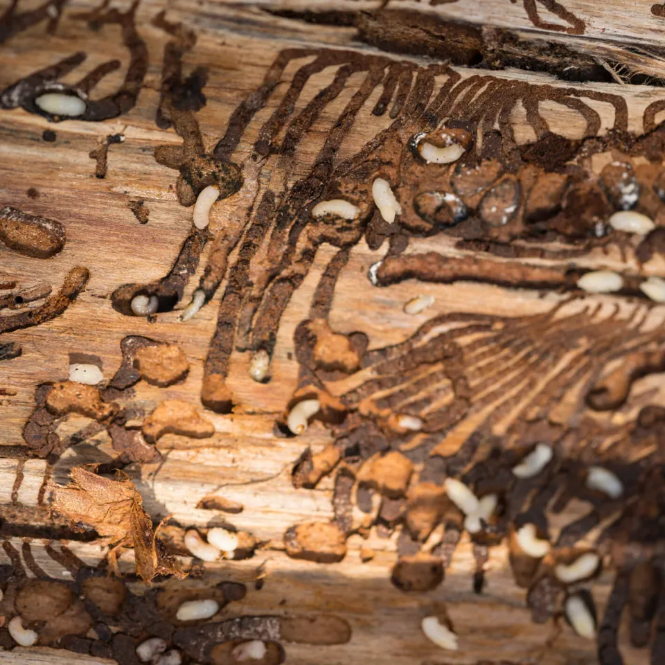 Parfüm für Fressfeinde