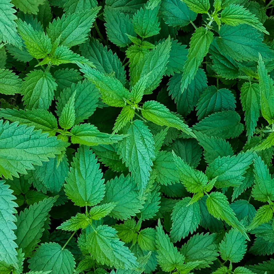 Die Brennnessel ist „Heilpflanze des Jahres 2022“