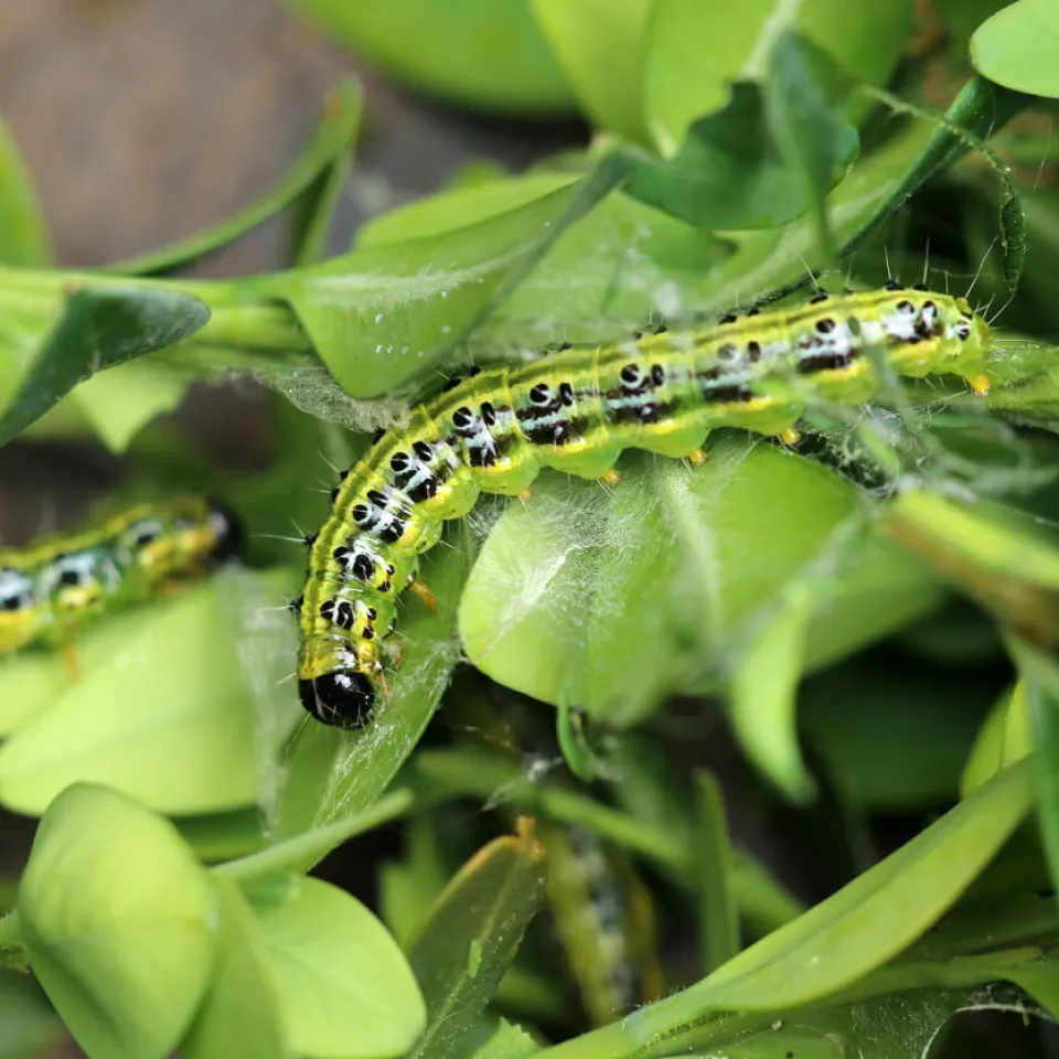 Raupen vernichten Buchsbäume