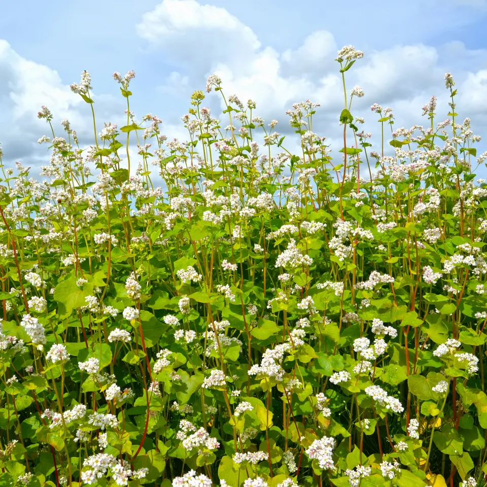 Buchweizen: Vom Heidenkorn zum Trendlebensmittel