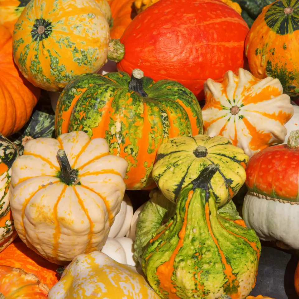 Kürbisse – bunte Vielfalt im Herbst