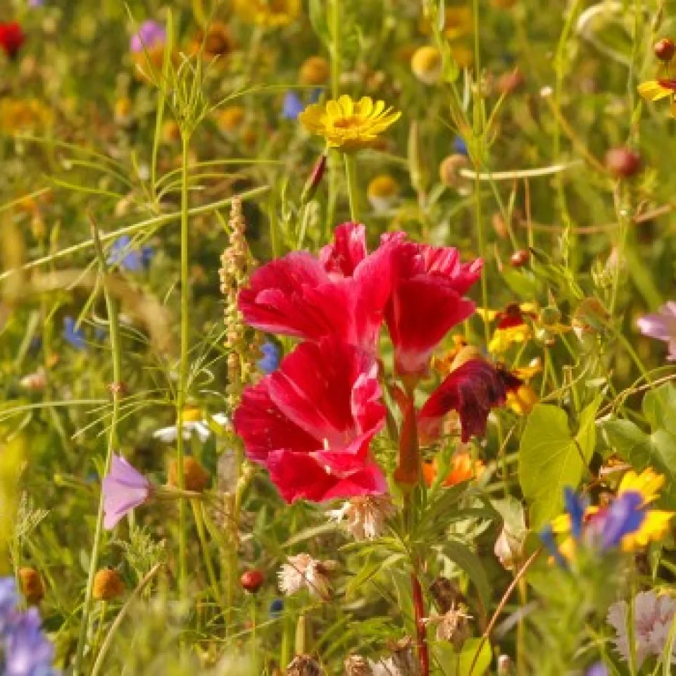 Artenvielfalt erleichtert die Schädlingsbekämpfung