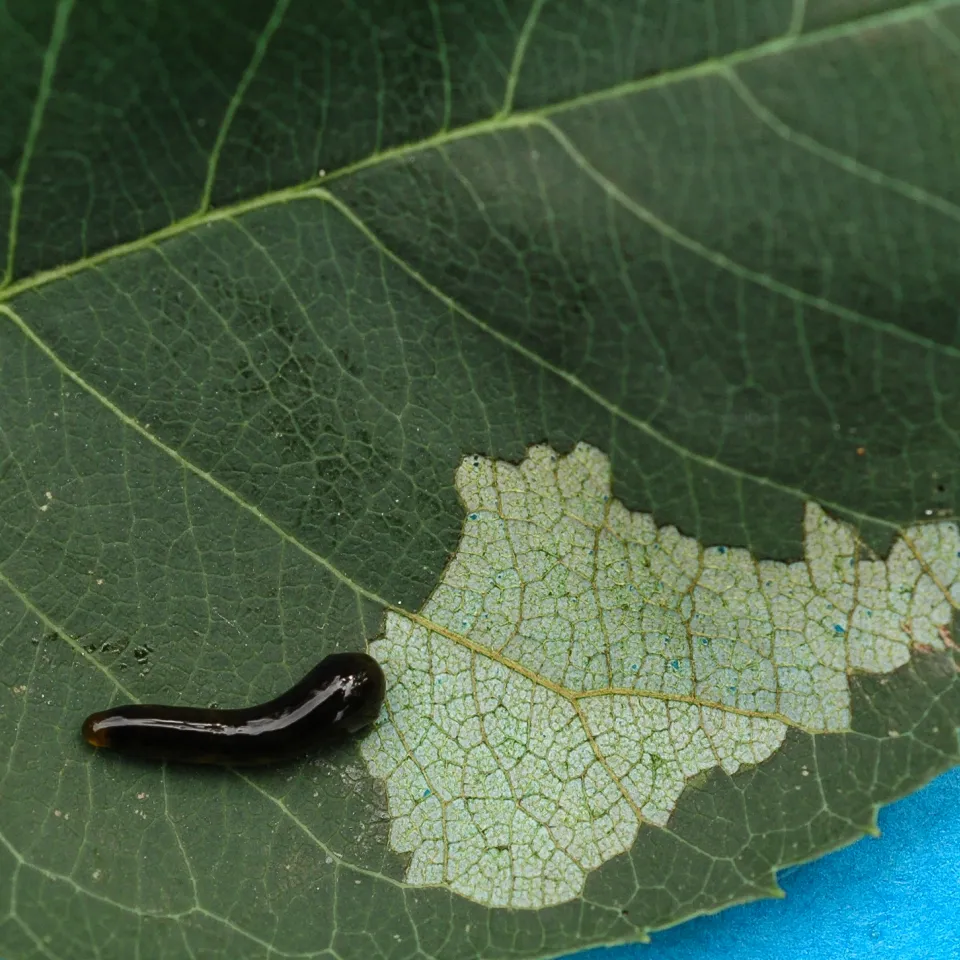 Schwarze Kirschblattwespe schabt nicht nur an Kirschen