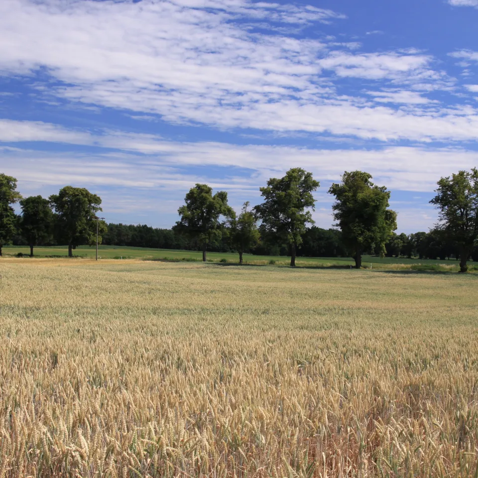 "Impfung" gegen Hitzestress