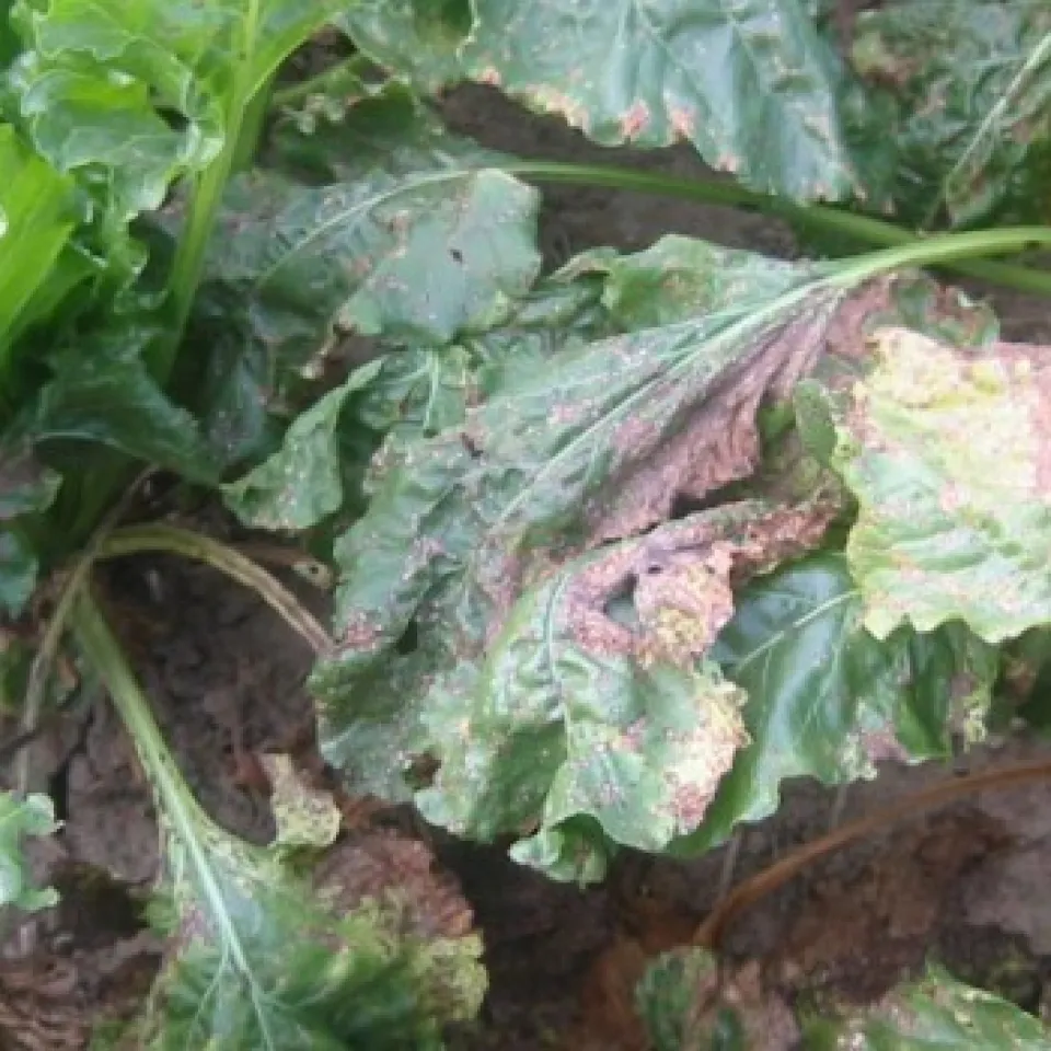 Zuckerrüben bei Verdacht rupfen