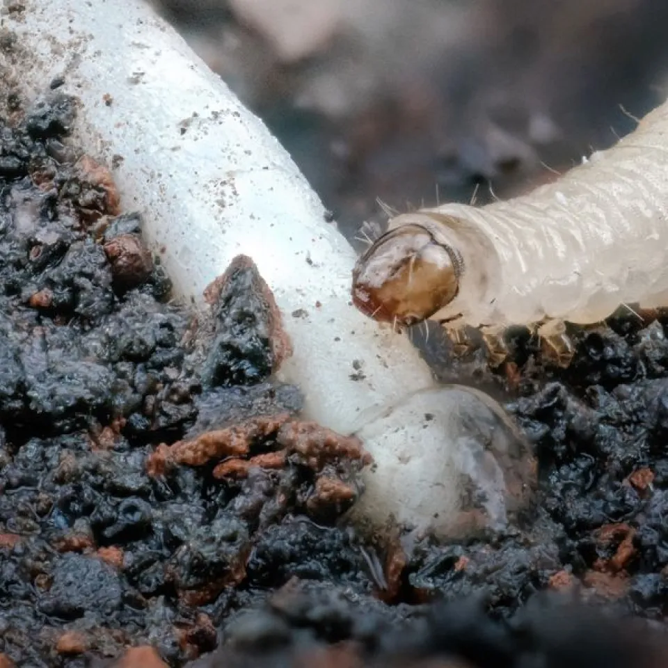 Eisen im Boden attraktiv für Maiswurzelbohrer-Larven