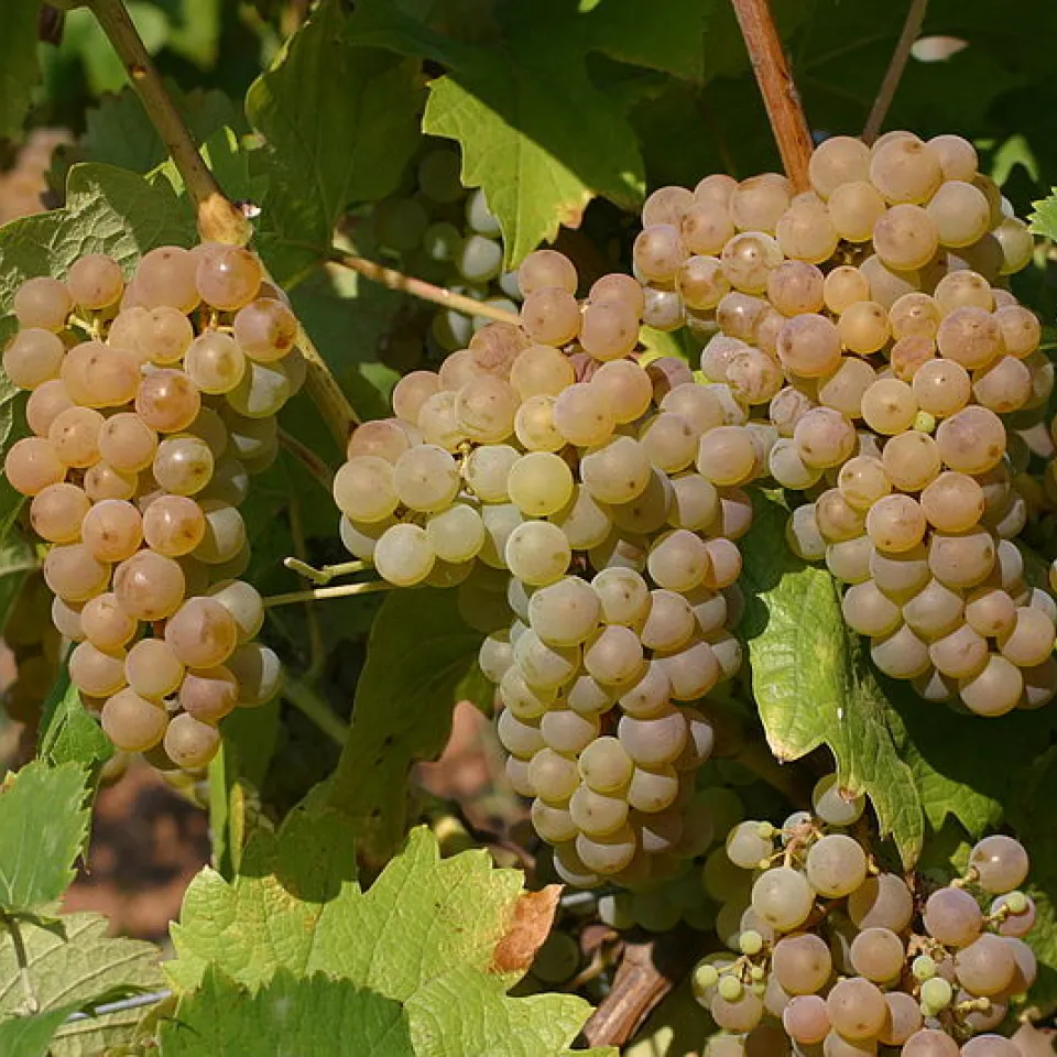 JKI: Mehrfache Resistenz bei neuer Rebsorte Calardis blanc