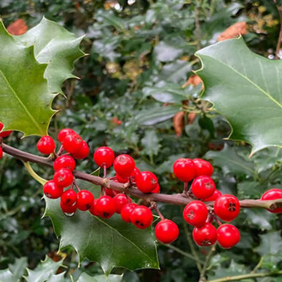 Baum des Jahres 2021: Die Stechpalme