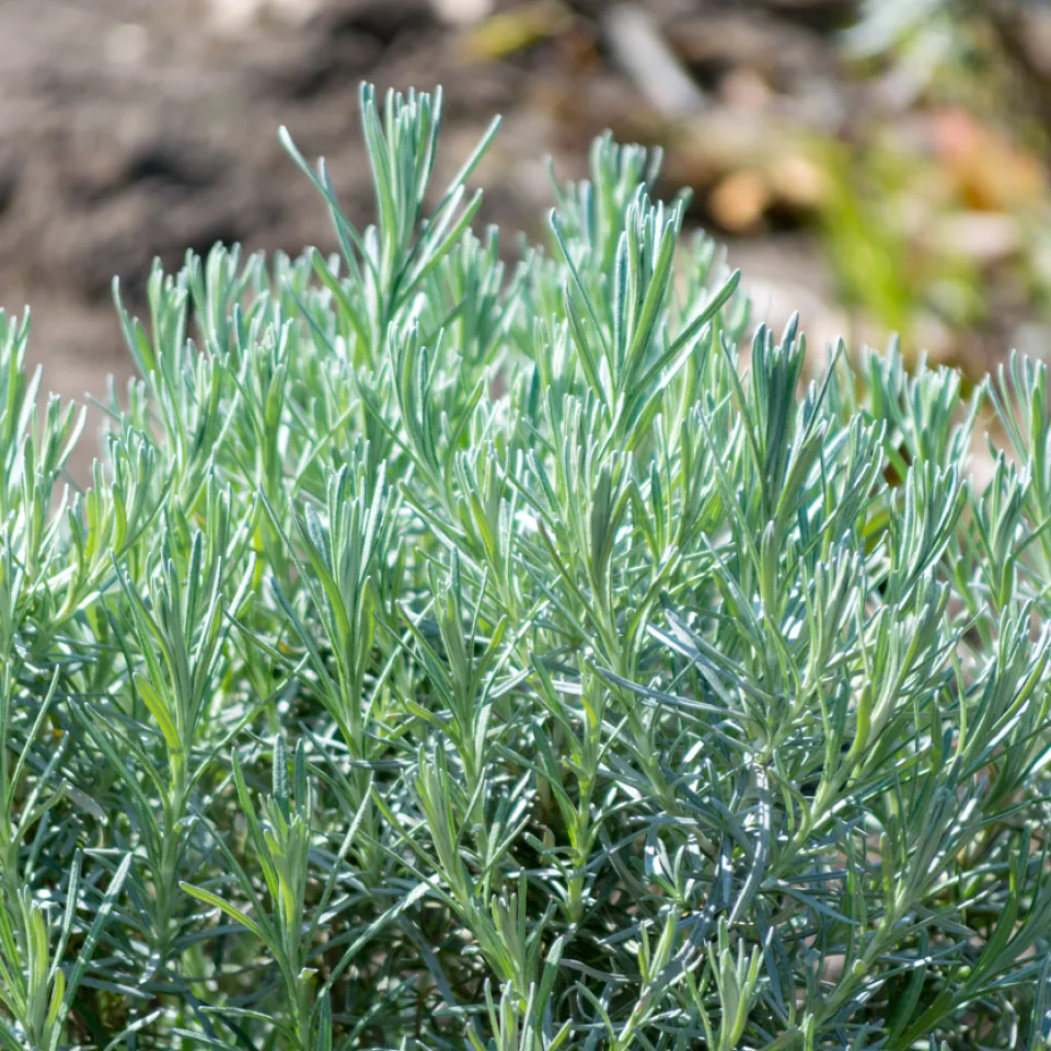 Currykraut –  mediterraner Halbstrauch mit Aroma