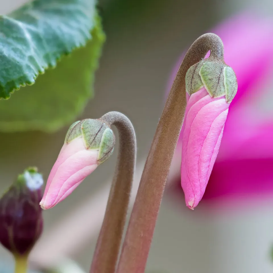 Kaltkeimer im Januar aussäen 