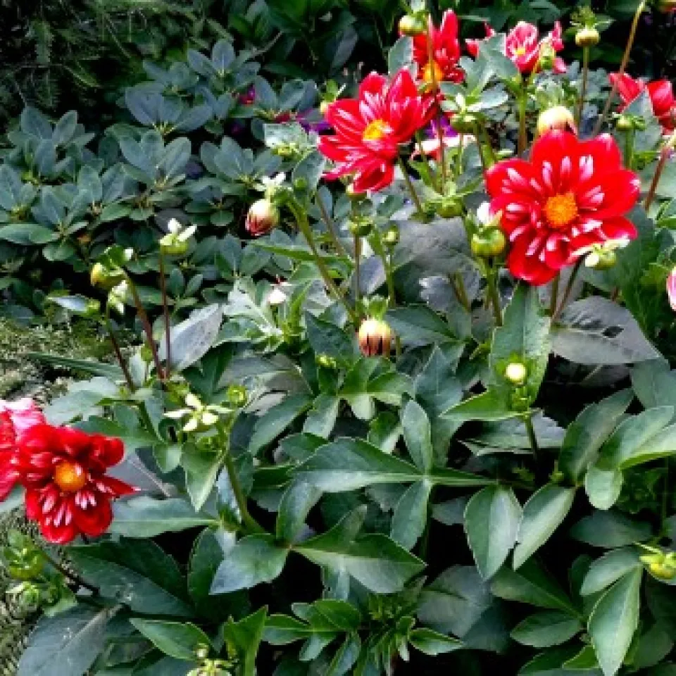 Dahlien gut durch den Winter bringen