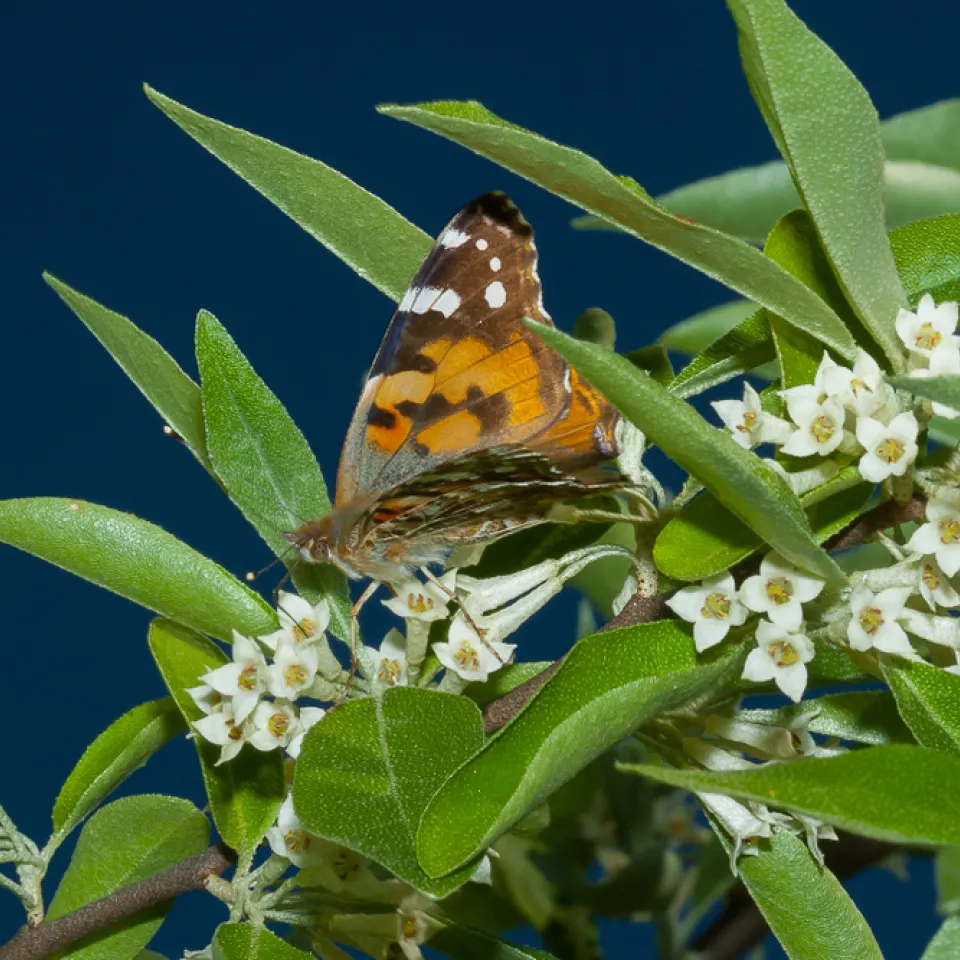 Ölweiden – robuste Sträucher mit Charme und Nutzwert
