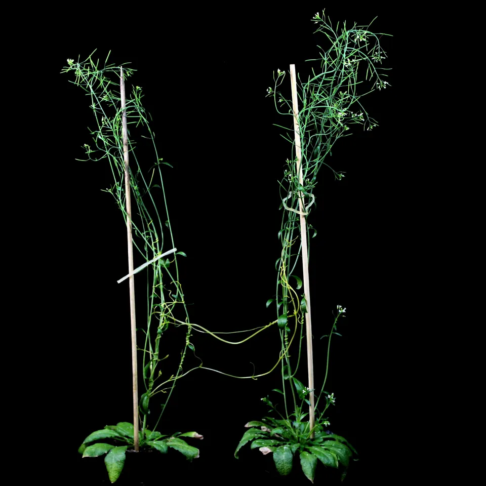 Der Teufelszwirn: Parasit und Verteidigungsmelder