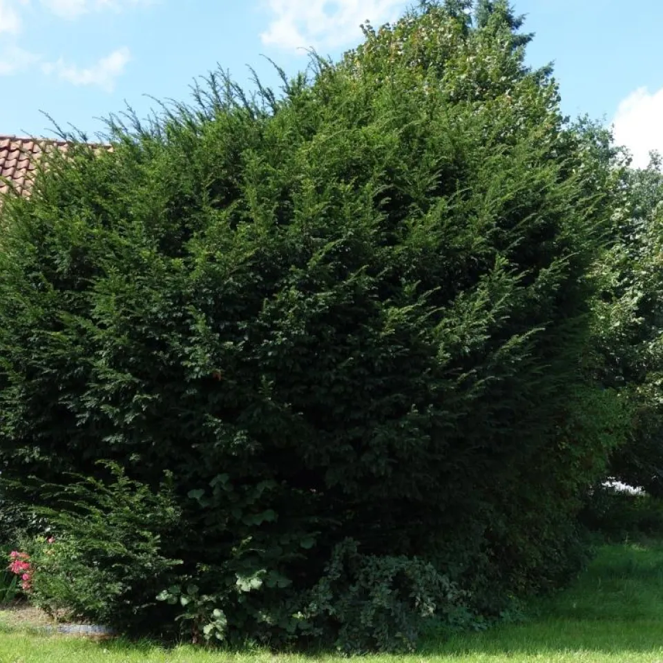 Sowohl Baum als auch Giftpflanze des Jahres