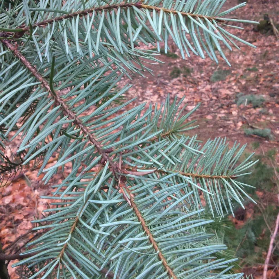 Invasive Art oder Zukunftsbaum in Zeiten des Klimawandels?