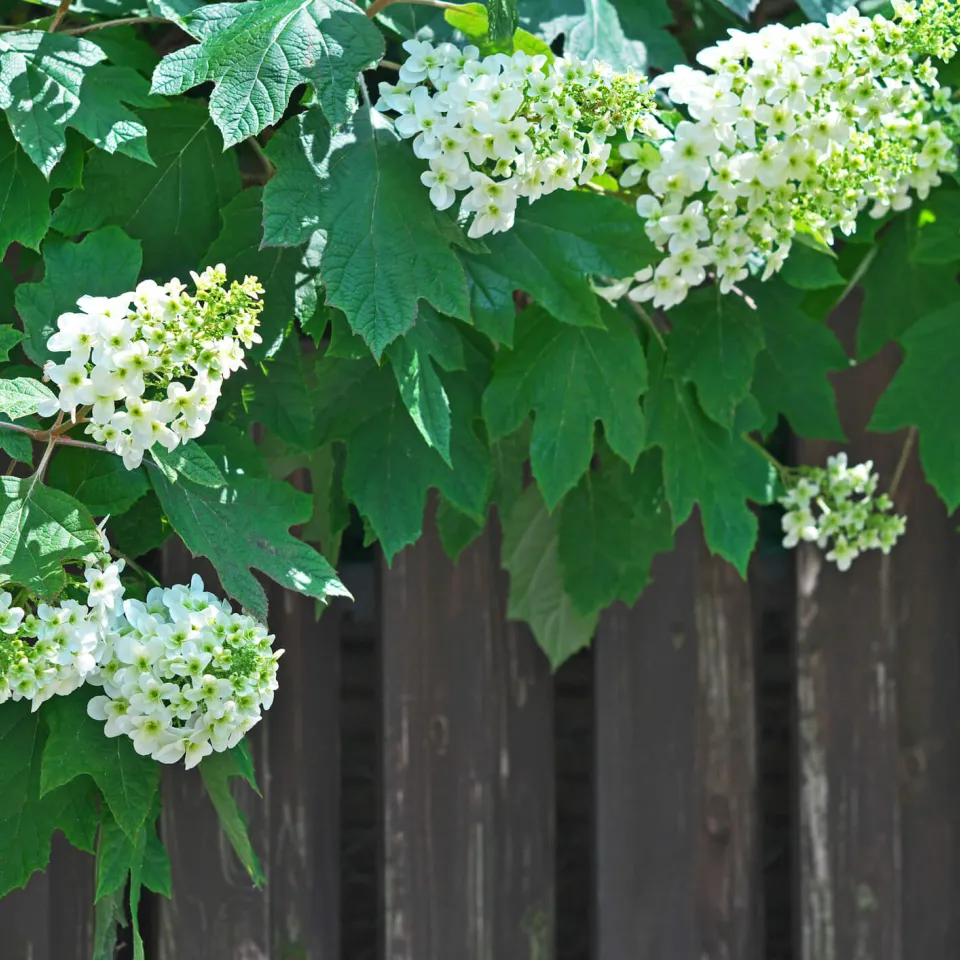 Die Eichenblatt-Hortensie