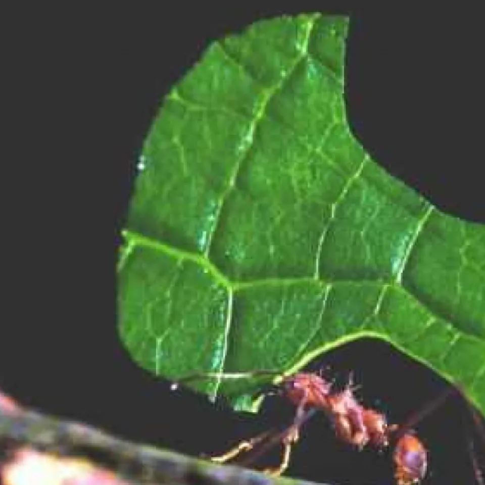 Chemie im Tier- und Pflanzenreich – Pflanzenschutz in der Natur