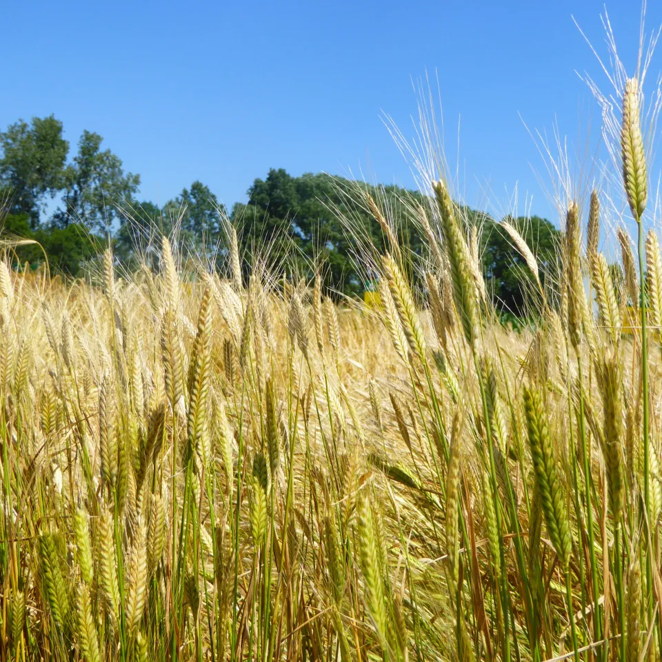 Das Wiederaufleben von Emmer und Einkorn