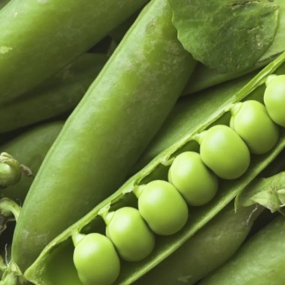 Von wegen grünes Gemüse