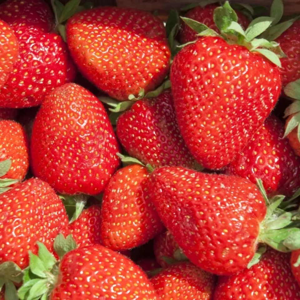 Gallmilben an Beerenobst