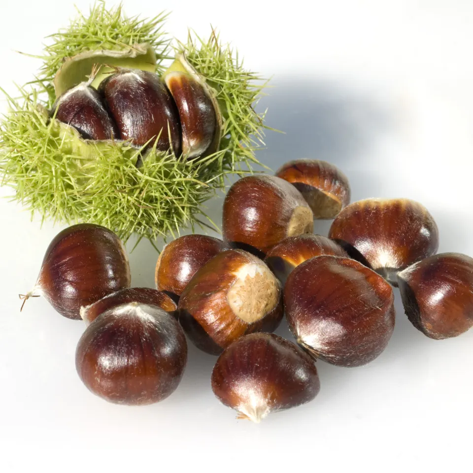 Schweizer Esskastanien werden Opfer eines Pilzes