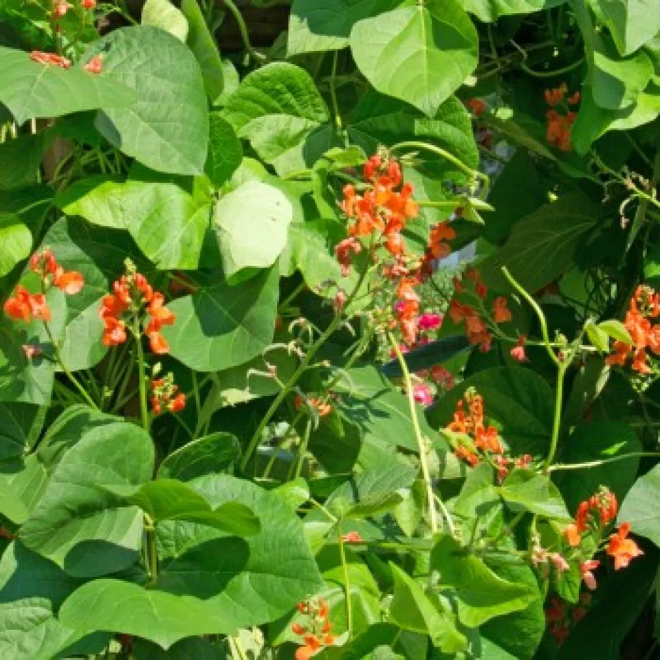 Buschbohnen und Stangenbohnen im heimischen Garten ziehen