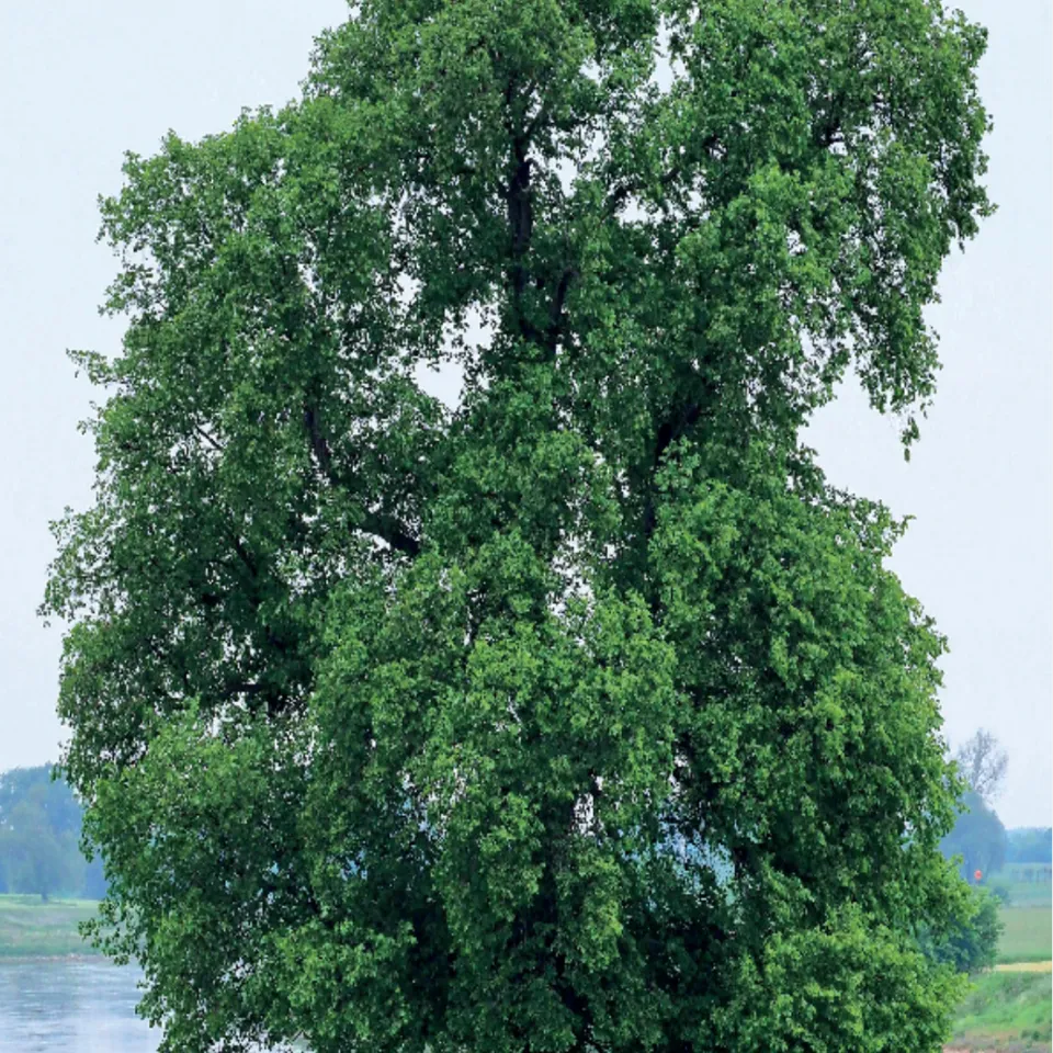 Baum des Jahres 2019: Die Flatter-Ulme 