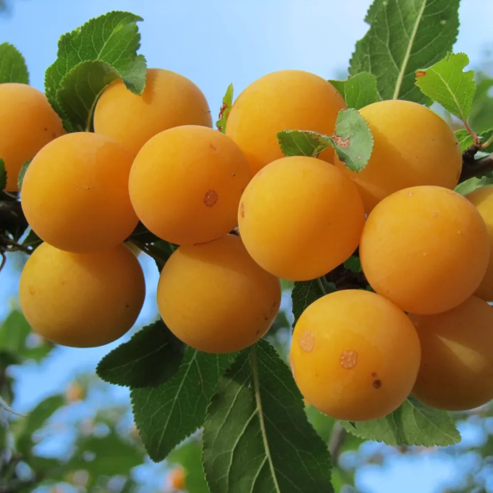 Mirabellen: Sind die süß!