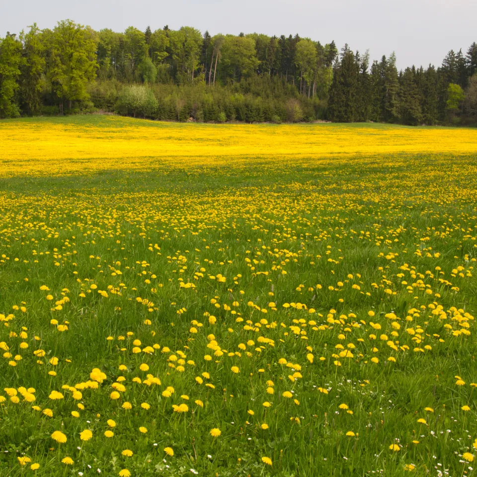 Grün oder gelb-weiß gebleicht – Gezackter Salat aus Löwenzahnblättern