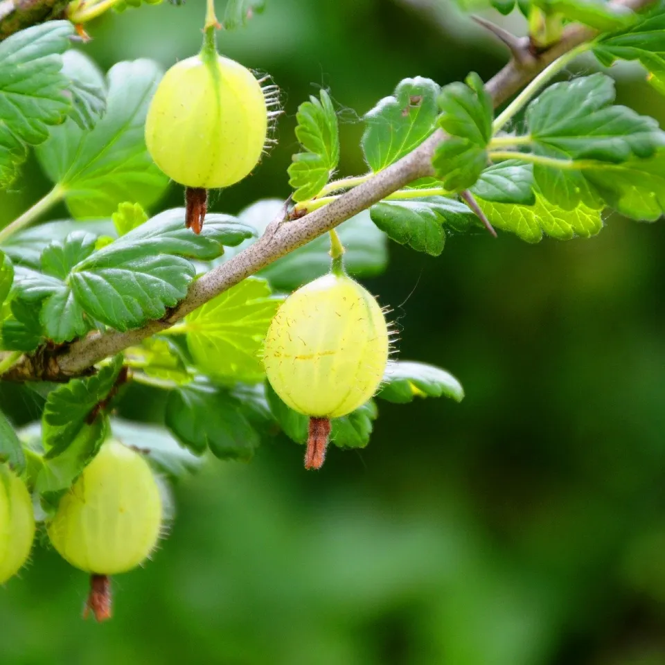 Stachelbeeren im Garten