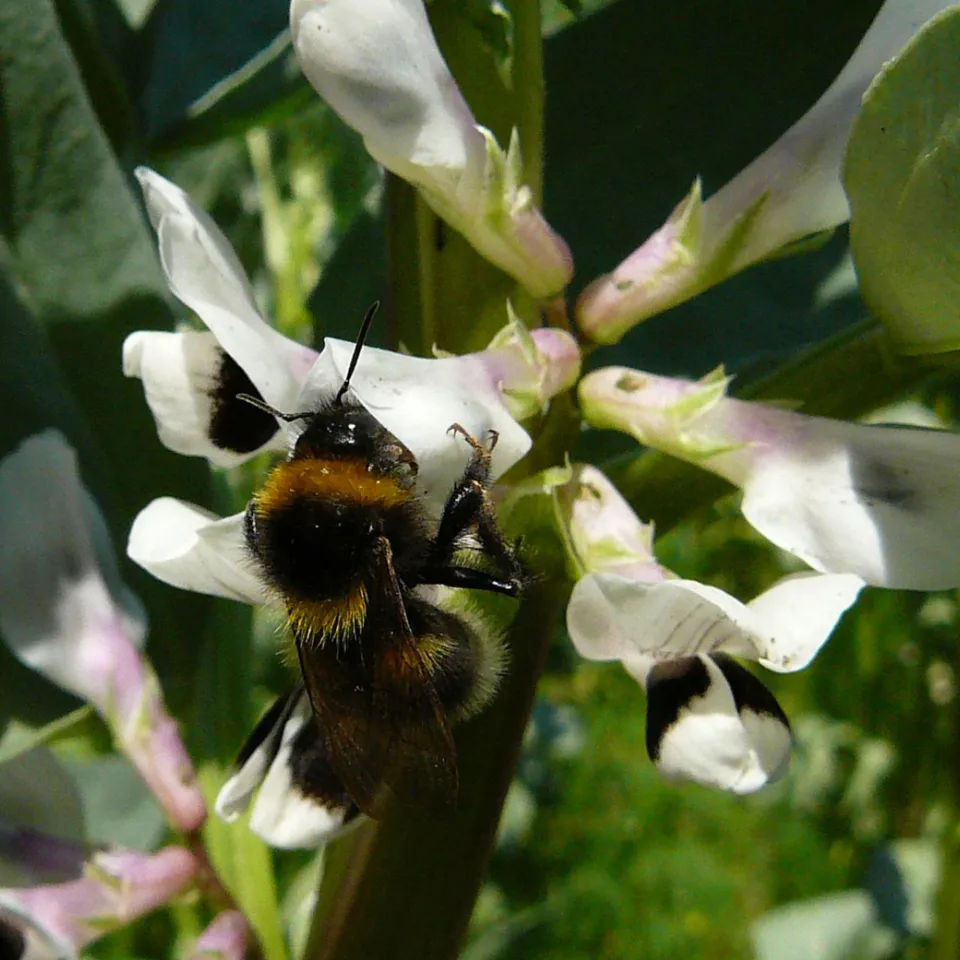 Gartenhummel bestäubt effizienter als Honigbiene