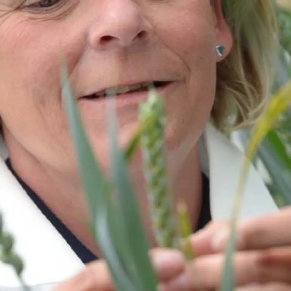 Getreideschädling Weizengallmücke