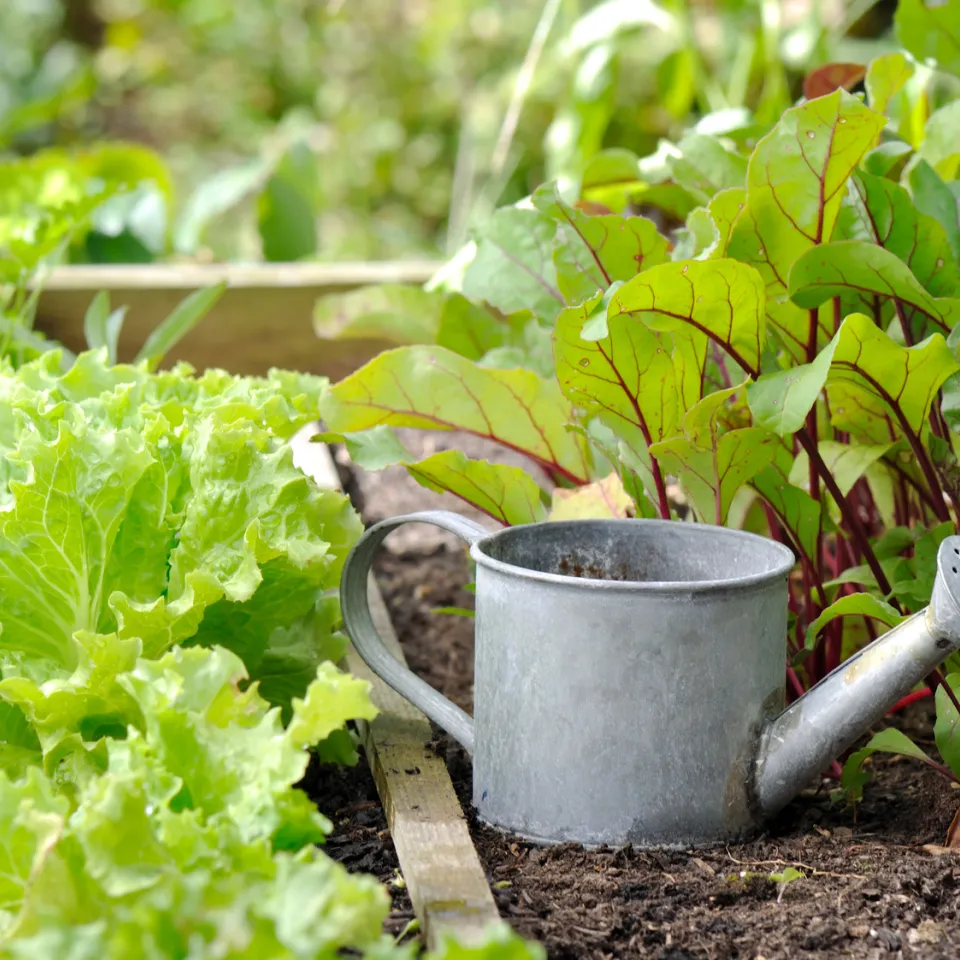 Boden des Jahres 2017: Der Gartenboden