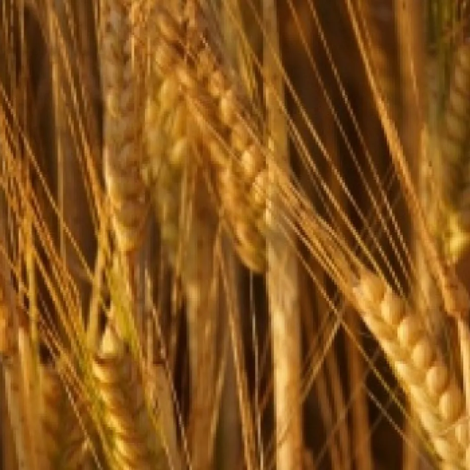 Genetischer und geografischer Ursprung der Gerste aufgeklärt