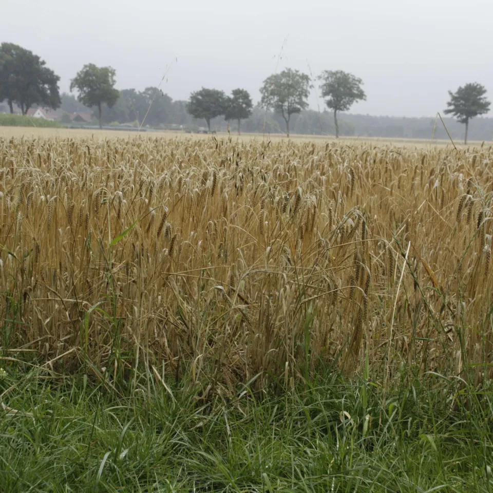 Pflanzen haben Durst-Gedächtnis