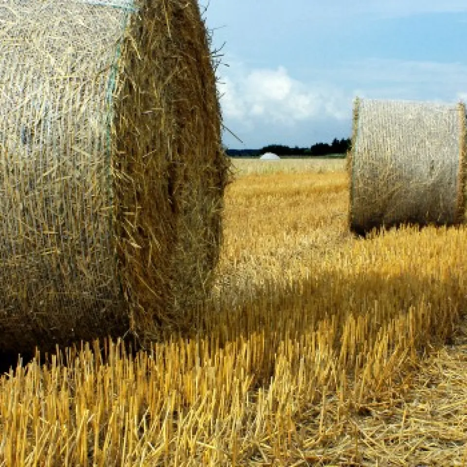 Getreideernte 2015: Trotz verbreiteter Trockenheit vielfach überraschende gute Erträge