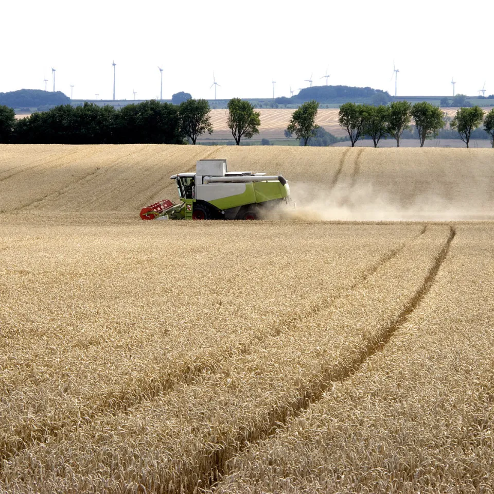 Die Ernte ist der Moment der Wahrheit