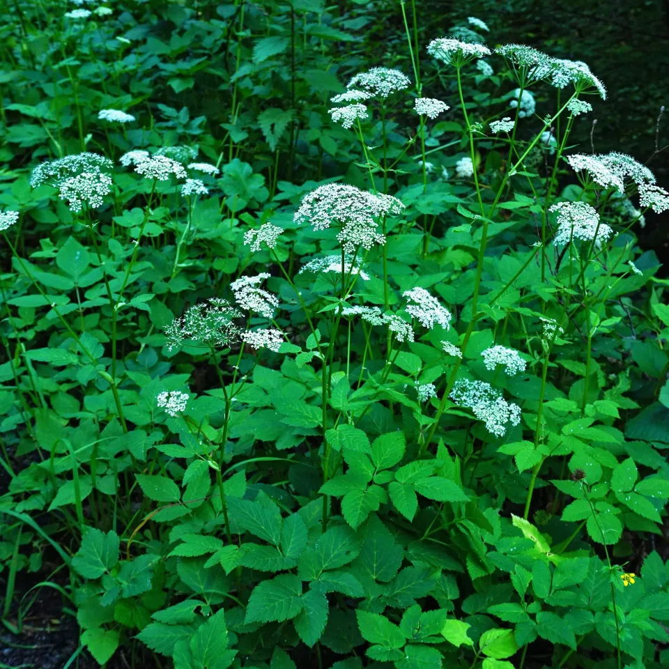 Giersch – ein Wucherunkraut mit guten Eigenschaften
