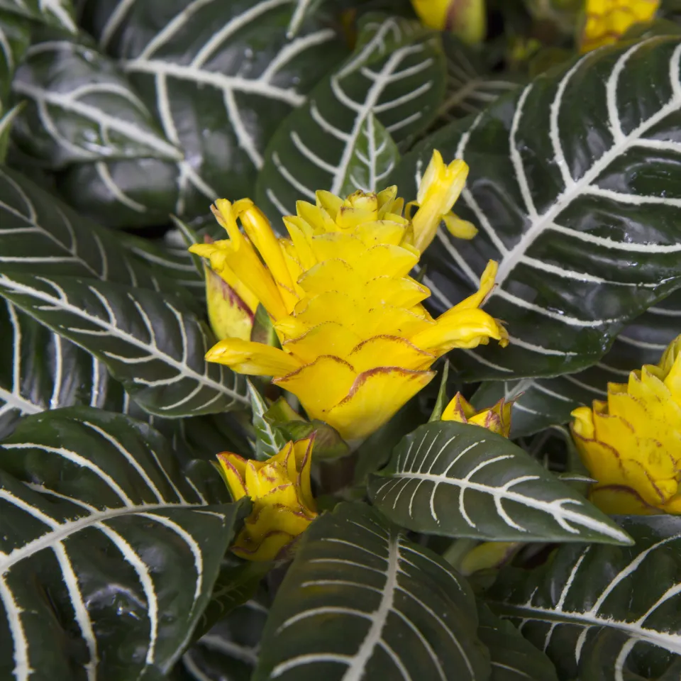 Glanzkölbchen – Zimmerpflanze aus den lichten Wäldern Brasiliens