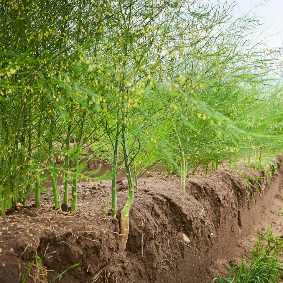 Spargelfeld wird Bienenweide