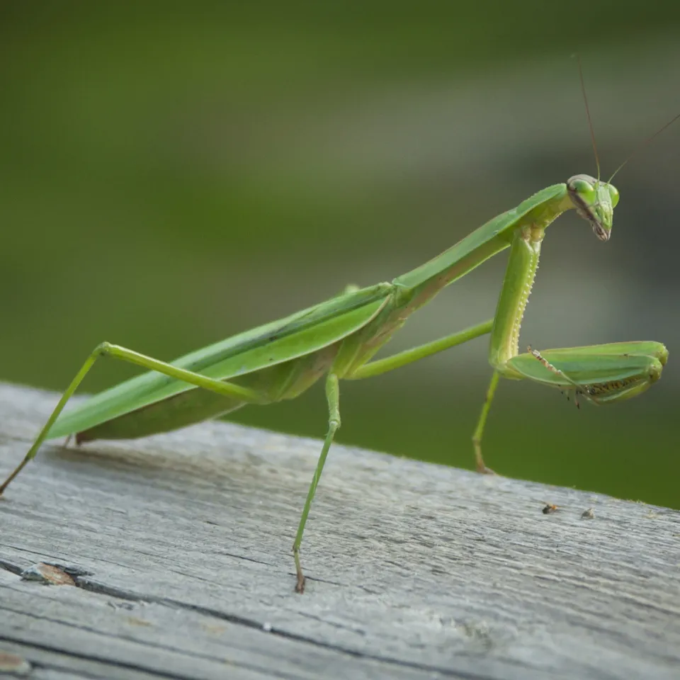 Europäische Gottesanbeterin ist Insekt des Jahres 2017