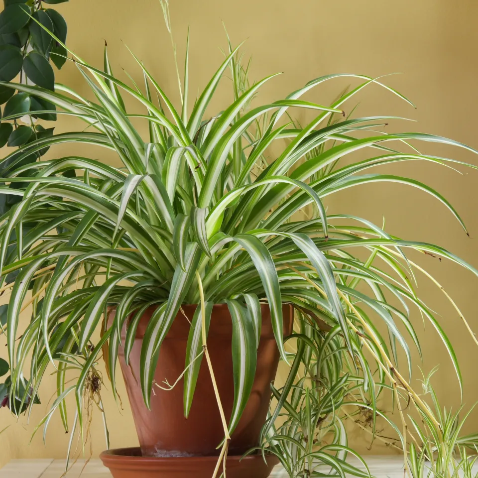 Zimmerpflanzen filtern die Luft