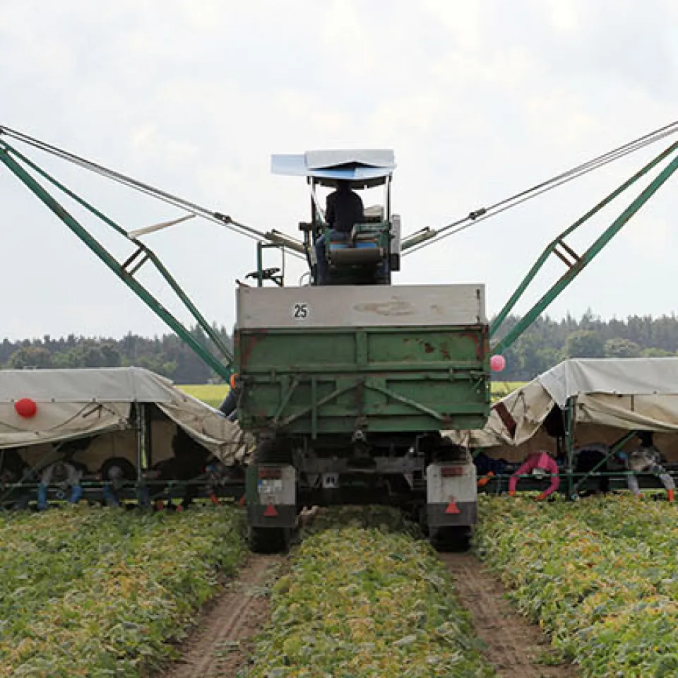 Die digitale Gurkentruppe