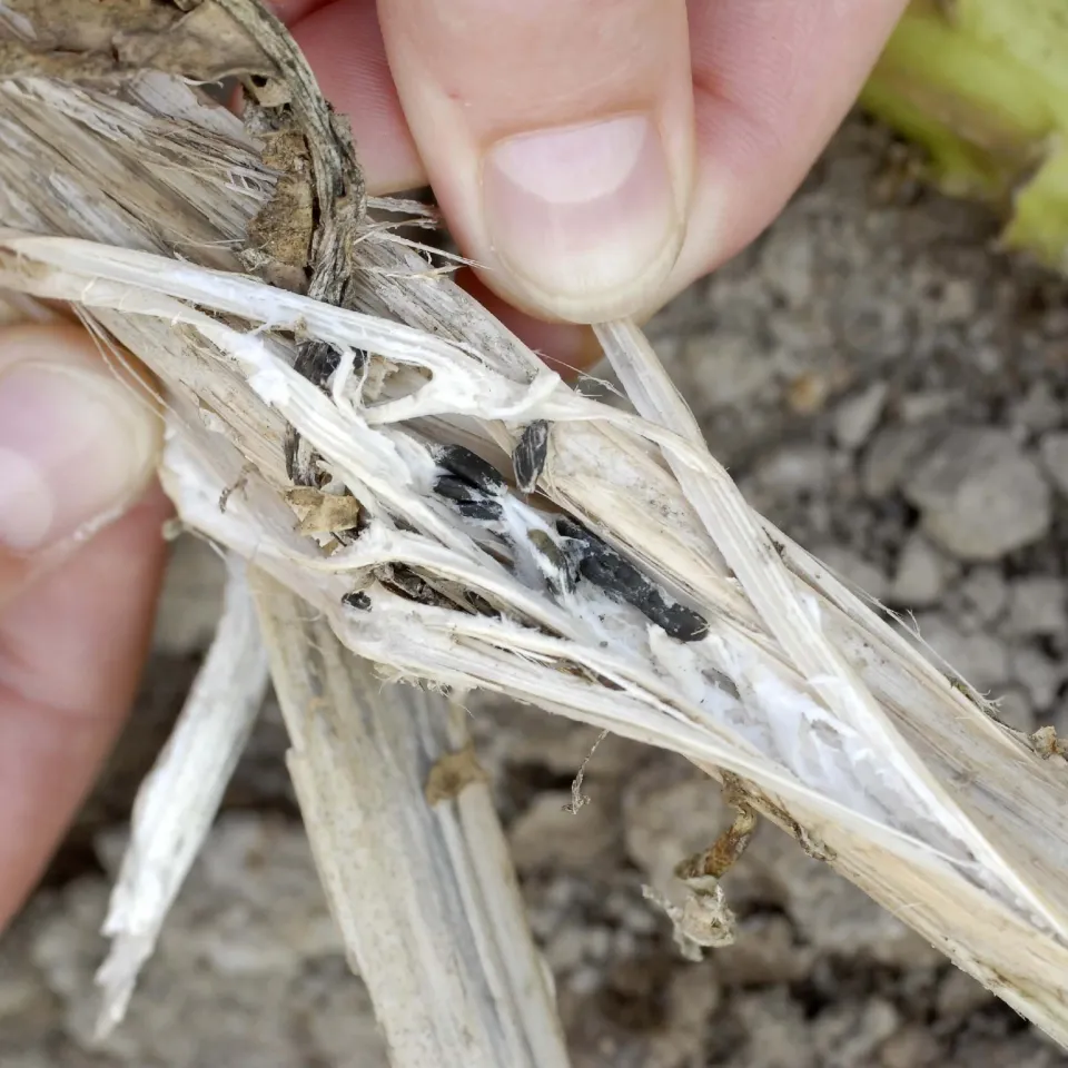 Die Zähmung des Schadpilzes