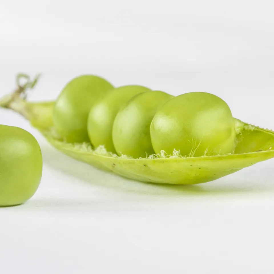 Gregor Mendels Vererbungslehre – Grundstein moderner Züchtung