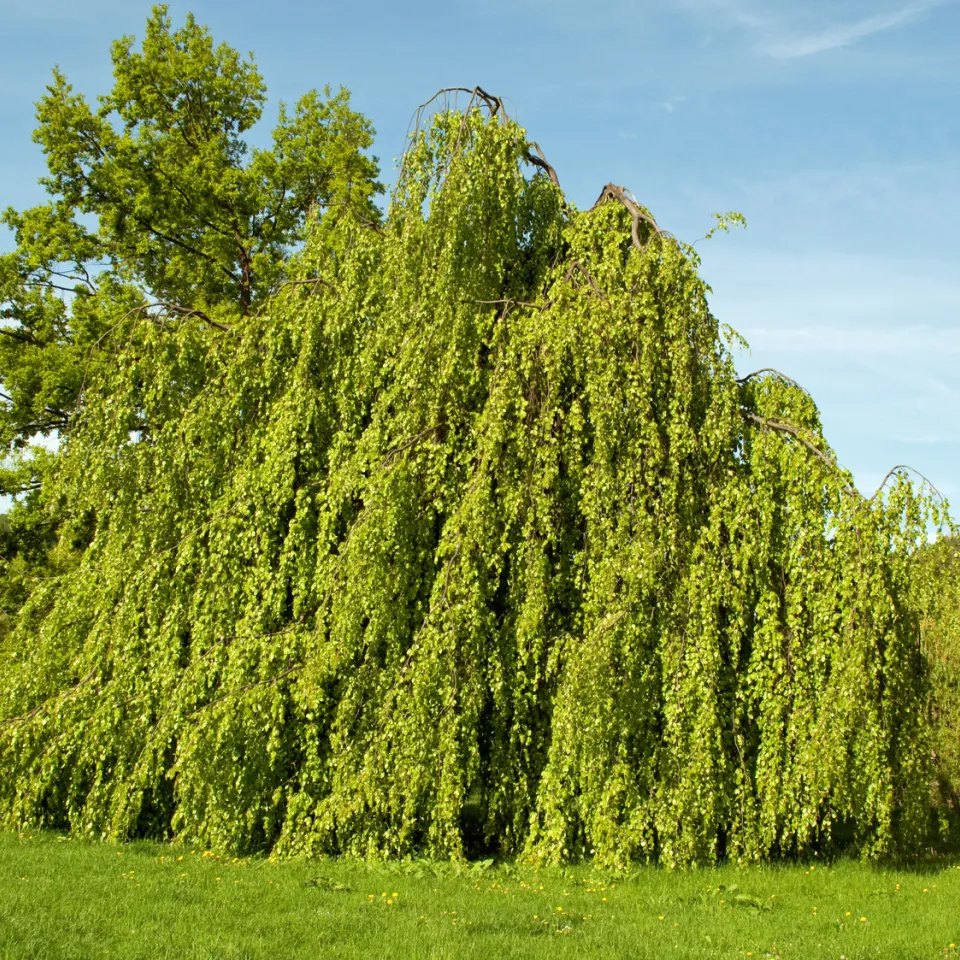 Schäden an Buchenblättern durch Buchengallmücke, Frostspanner & Co.