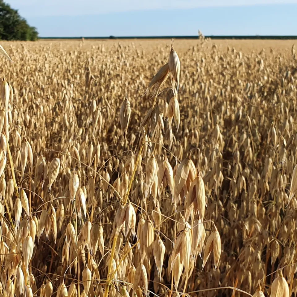 Wenn der Hafer sticht ....