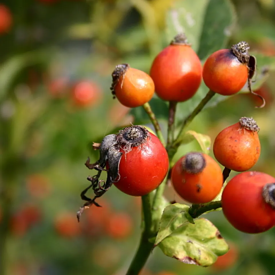 "Ein Männlein steht im Walde"