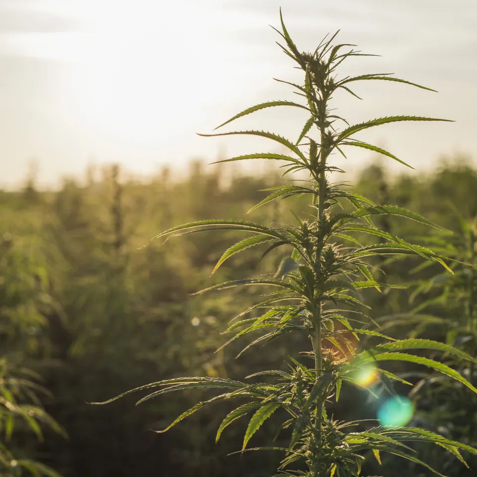 Hanf: Sorte und Verarbeitung machen den Unterschied