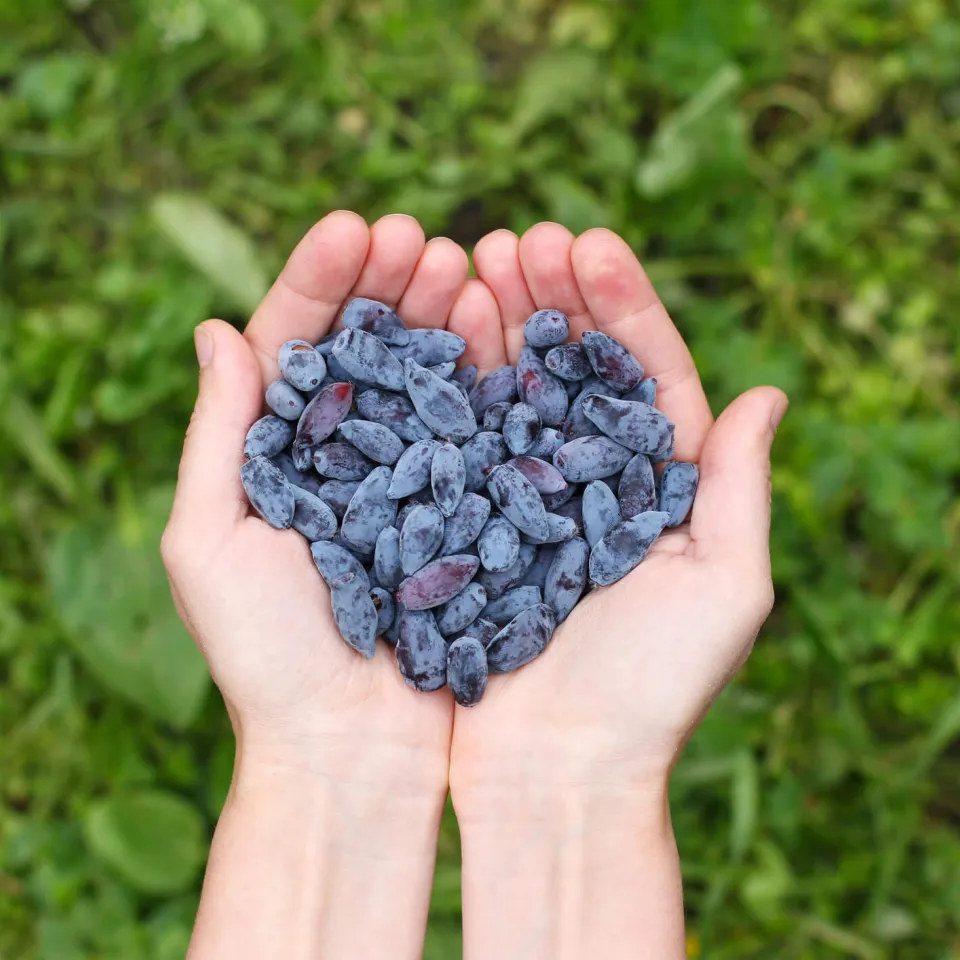 Haskap – alte Beere neu entdeckt